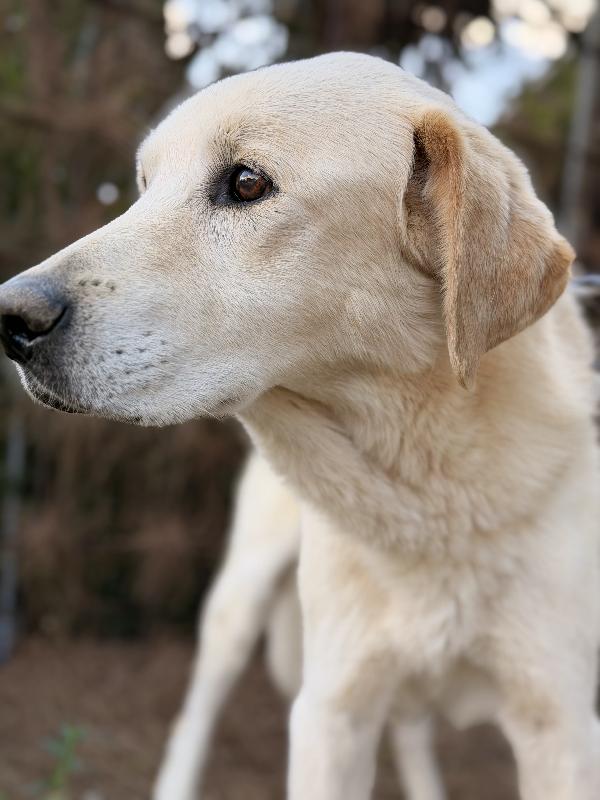 Leo Labrador anziano cerca casa  Foto 4