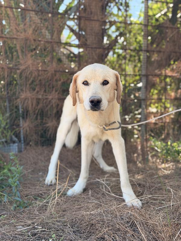 Leo Labrador anziano cerca casa  Foto 5