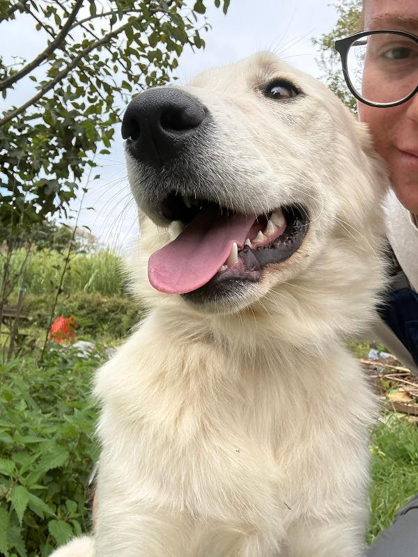 🌼🐾 winnie 🐾🌼 meravigliosa simil golden in adozione  Foto 2
