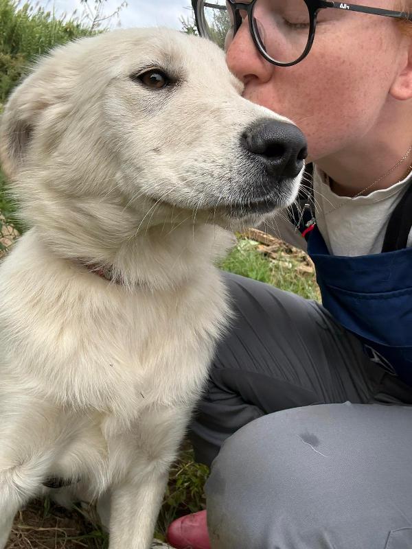 🌼🐾 winnie 🐾🌼 meravigliosa simil golden in adozione  Foto 3