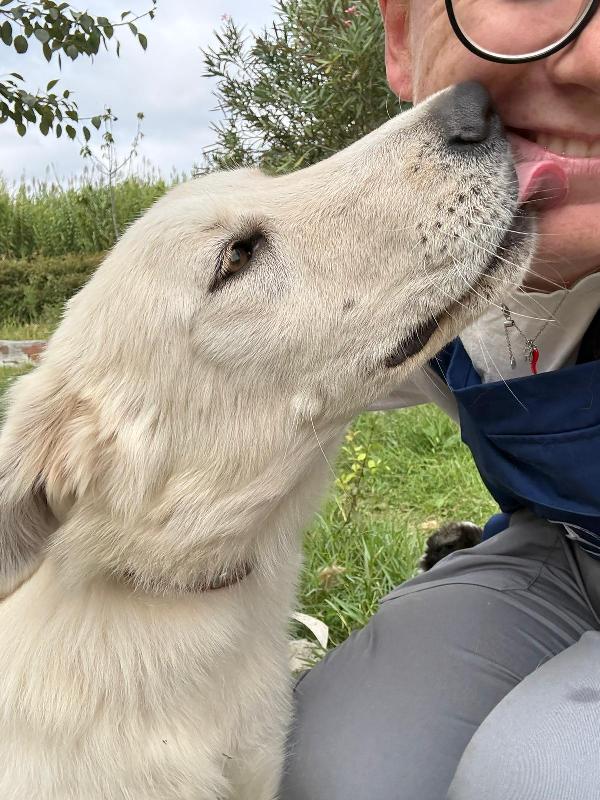🌼🐾 winnie 🐾🌼 meravigliosa simil golden in adozione  Foto 4