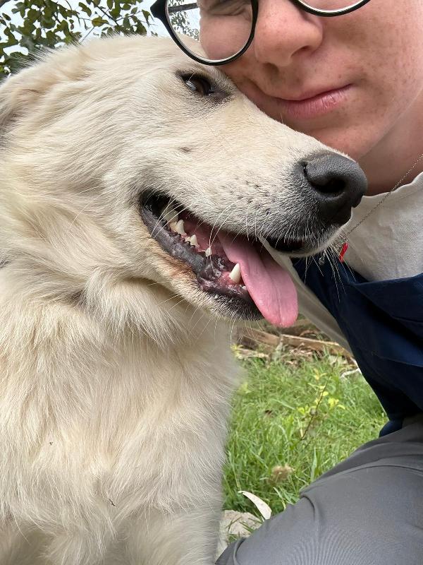 🌼🐾 winnie 🐾🌼 meravigliosa simil golden in adozione  Foto 9