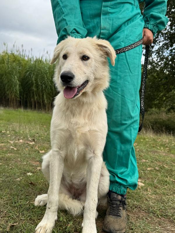 🌸🐾 winnie 🐾🌸 stupenda simil golden in adozione  Foto 4