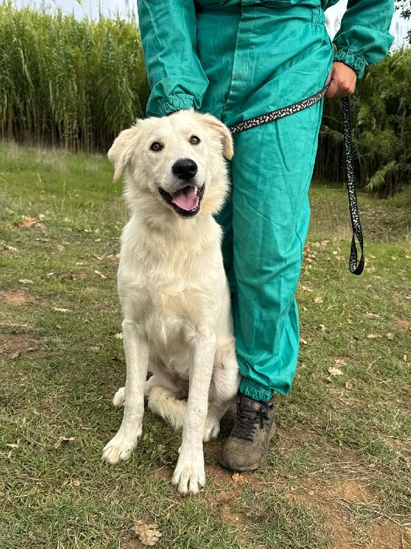 🌸🐾 winnie 🐾🌸 stupenda simil golden in adozione  Foto 6