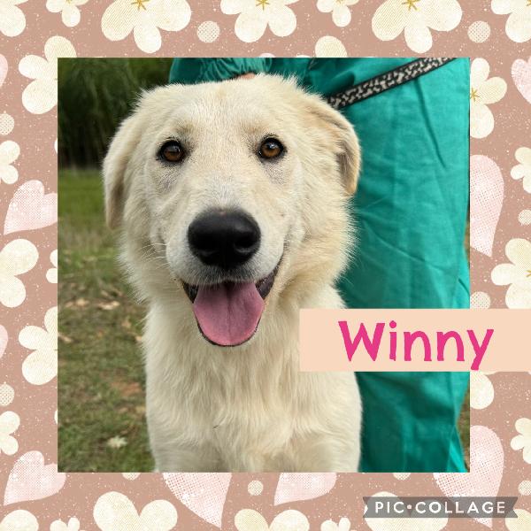 💖🐾 Winnie 🐾💖 Meravigliosa Dolce Simil Golden In Adozione 