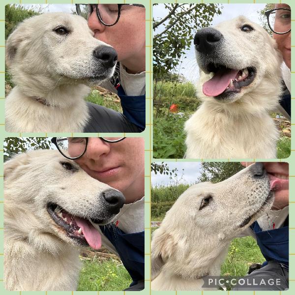 💖🐾 winnie 🐾💖 meravigliosa dolce simil golden in adozione  Foto 2