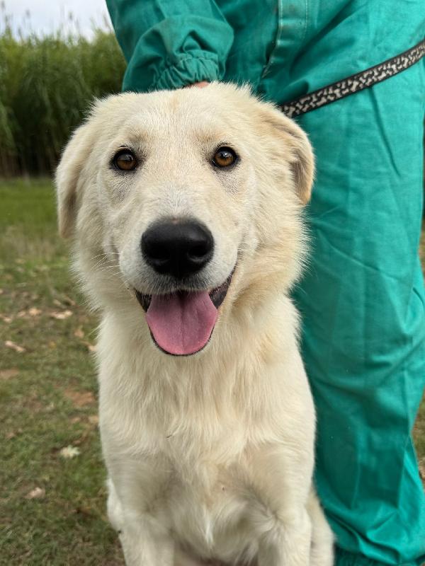 💖🐾 winnie 🐾💖 meravigliosa dolce simil golden in adozione  Foto 3
