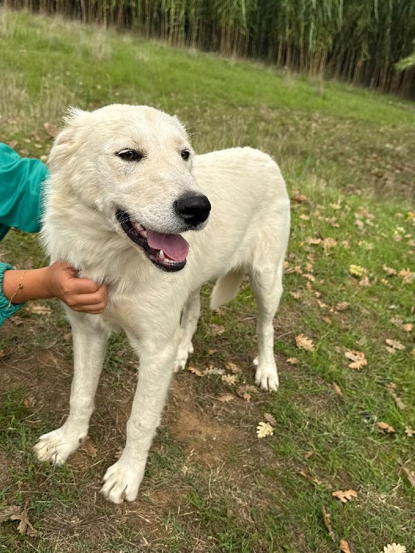 💖🐾 winnie 🐾💖 meravigliosa dolce simil golden in adozione  Foto 6