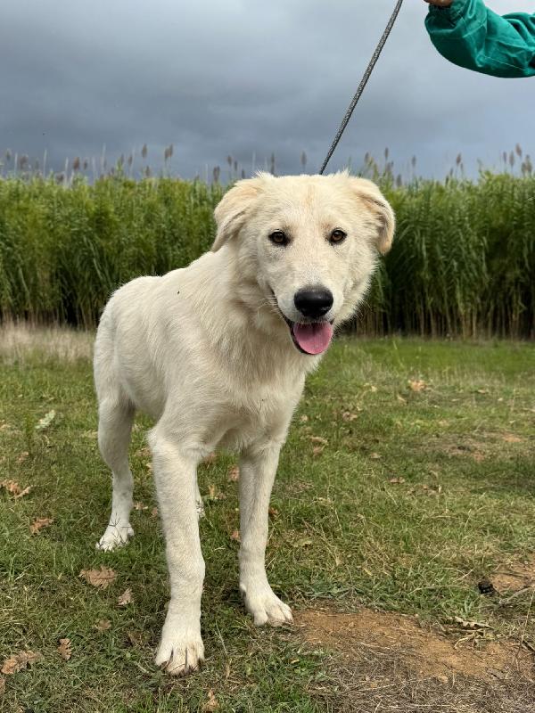 💖🐾 winnie 🐾💖 meravigliosa dolce simil golden in adozione  Foto 10