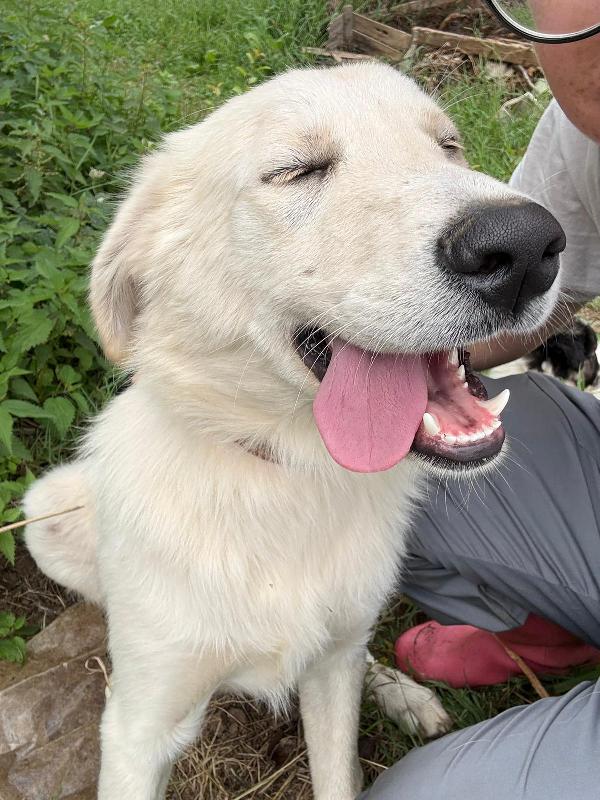 💕🐾 winnie 🐾💕 splendida dolce buonissima simil golden in adozione  Foto 3