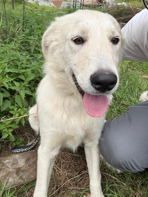 💕🐾 winnie 🐾💕 splendida dolce buonissima simil golden in adozione  Foto 4