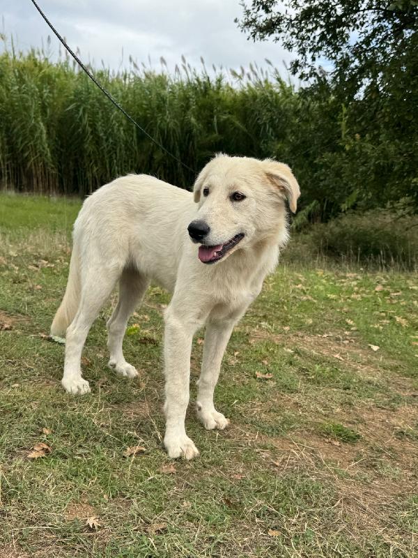 💕🐾 winnie 🐾💕 splendida dolce buonissima simil golden in adozione  Foto 8