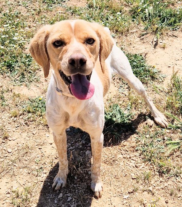 BRENDA ,DOLCEZZA ALLO STATO PURO.ADOTTABILE IN TUTTA ITALIA! Foto 2