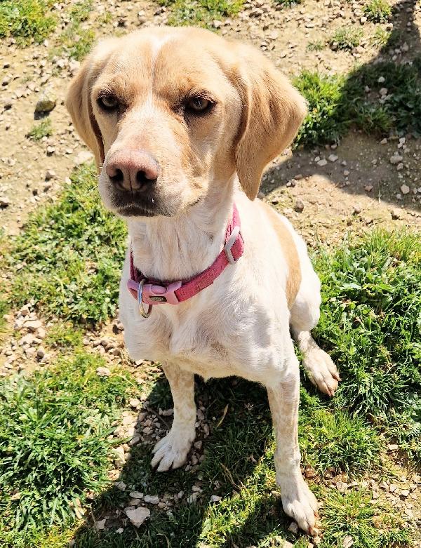 BRENDA ,DOLCEZZA ALLO STATO PURO.ADOTTABILE IN TUTTA ITALIA! Foto 4
