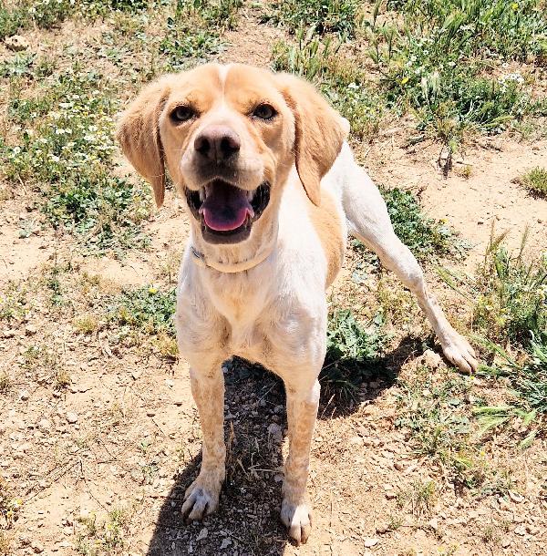 BRENDA ,DOLCEZZA ALLO STATO PURO.ADOTTABILE IN TUTTA ITALIA! Foto 9