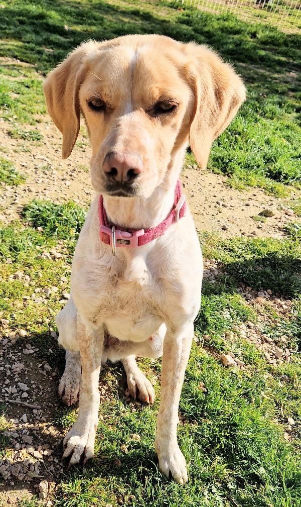 BRENDA ,DOLCEZZA ALLO STATO PURO.ADOTTABILE IN TUTTA ITALIA! Foto 10