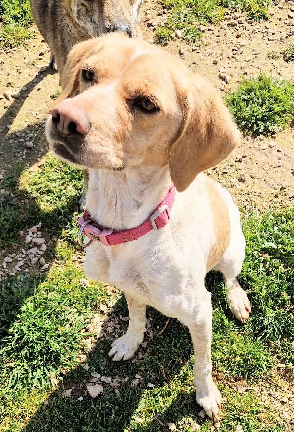 BRENDA ,DOLCEZZA ALLO STATO PURO.ADOTTABILE IN TUTTA ITALIA! Foto 11