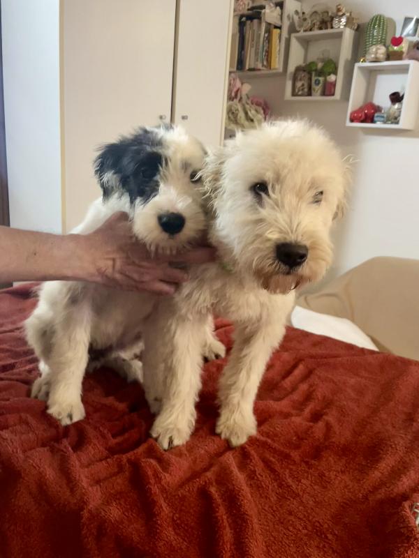 Eros e Fiocco cercano casa  Foto 1