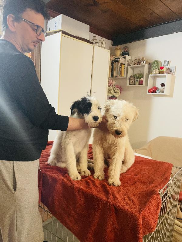 Eros e Fiocco cercano casa  Foto 2
