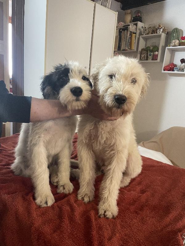 Eros e Fiocco cercano casa  Foto 3