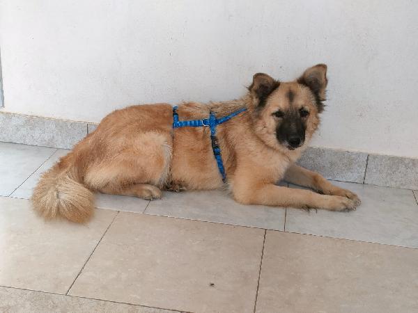 🐾 Brando Cerca La Sua Prima Vera Casa 🐾