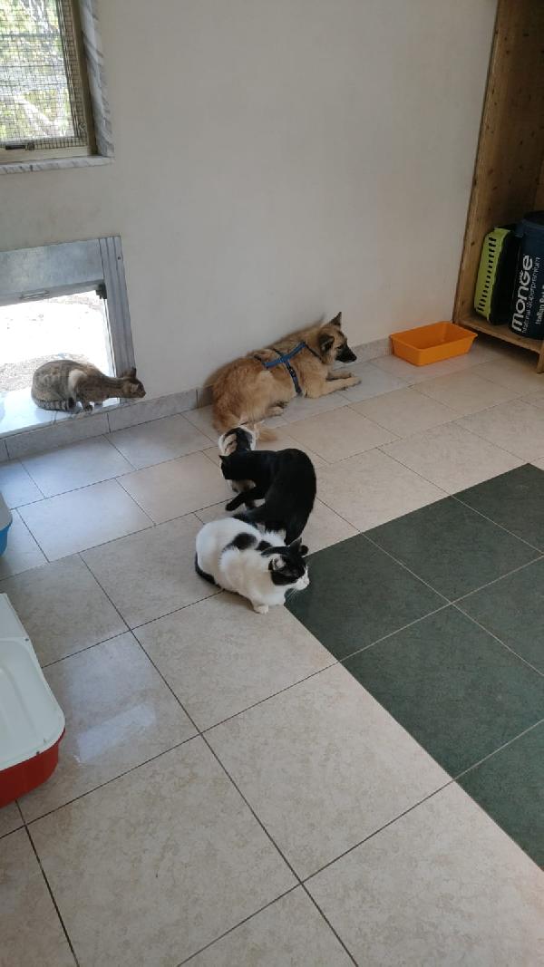 🐾 Brando cerca la sua prima vera casa 🐾 Foto 4