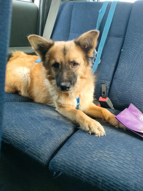 🐾 Brando cerca la sua prima vera casa 🐾 Foto 5