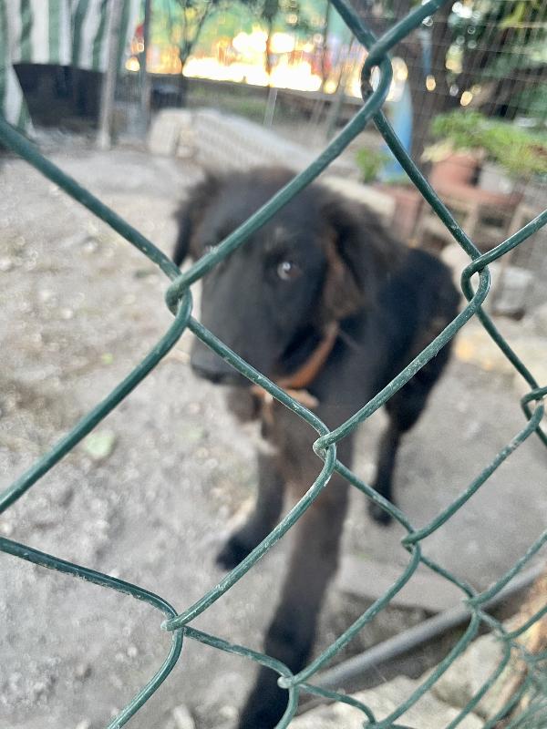 Salviamo cucciolo Teddy  Foto 4
