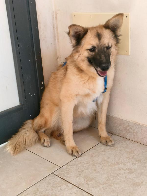 Sono Brando 🐶🏠 Aiutami A Scoprire Il Mondo🏠–