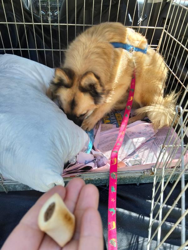 Sono Brando 🐶🏠 Aiutami a scoprire il mondo🏠– Foto 5