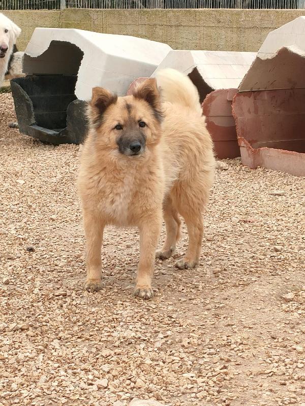 Sono Brando 🐶🏠 Aiutami a scoprire il mondo🏠– Foto 7