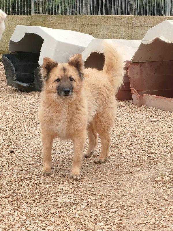 Sono Brando 🐶🏠 Aiutami a scoprire il mondo🏠– Foto 8