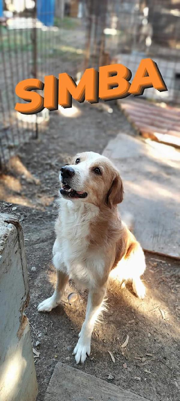 Simba aspetta te Foto 3