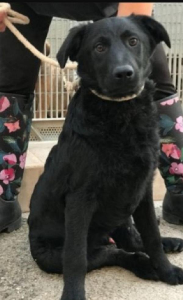 Benny Nero 6Anni Da Cucciolo In Box. Puglia