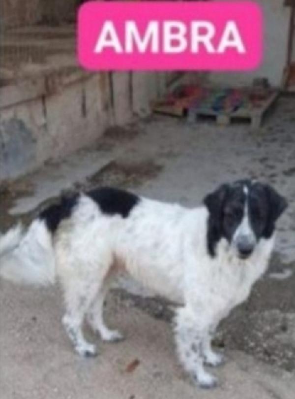 Ambra 4/5Anni Rimasta Sola Napoli
