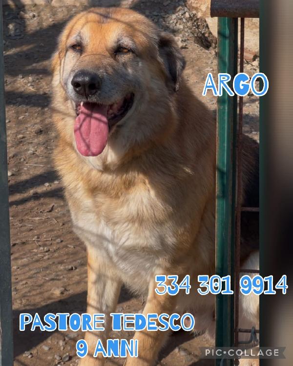 Argo🐾