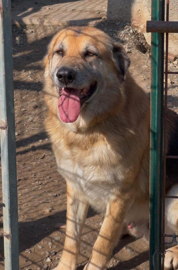 Argo🐾 Foto 3