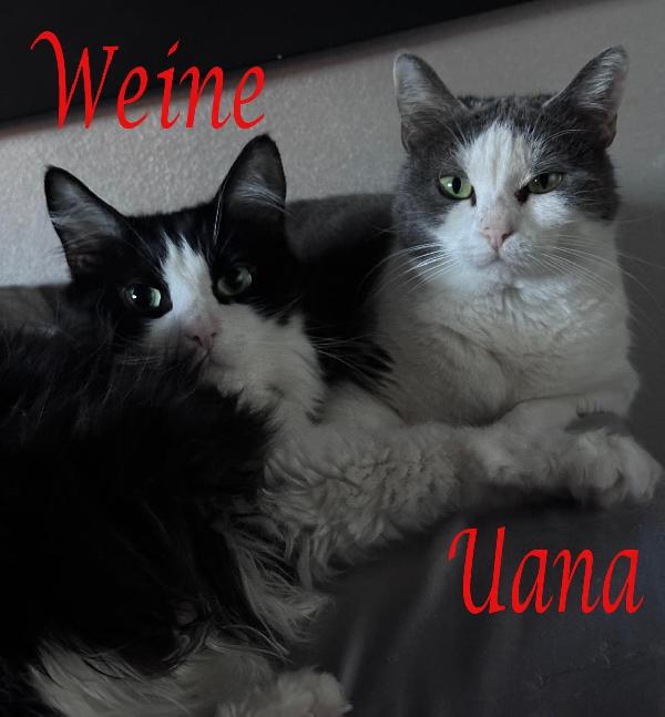 Weine E Uana, Dolci Gatti In Adozione!