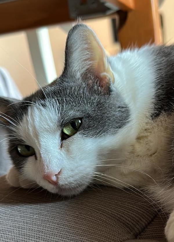 WEINE e UANA, dolci gatti in adozione! Foto 6