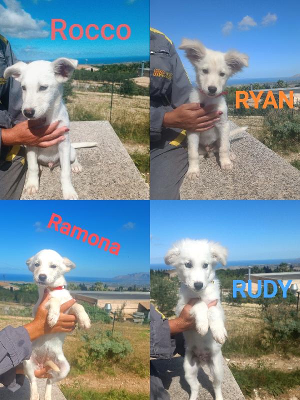 4 Splendidi Cuccioli 3 Maschi E Una Femmina