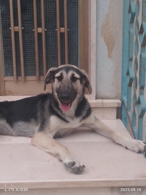 Kimberly Splendida Cucciola Simil Pastore/Segugio Cerca Famiglia 