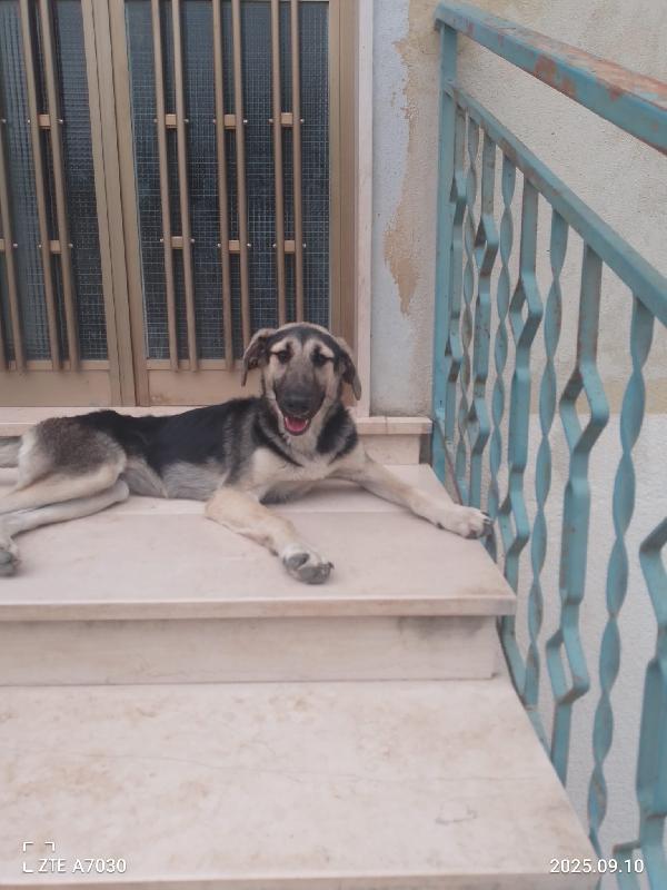 Kimberly splendida cucciola simil pastore/segugio cerca famiglia  Foto 3