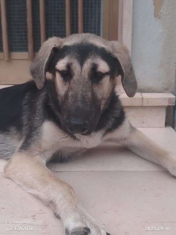 Kimberly splendida cucciola simil pastore/segugio cerca famiglia  Foto 4