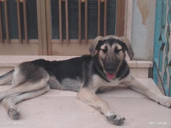 Kimberly splendida cucciola simil pastore/segugio cerca famiglia  Foto 5