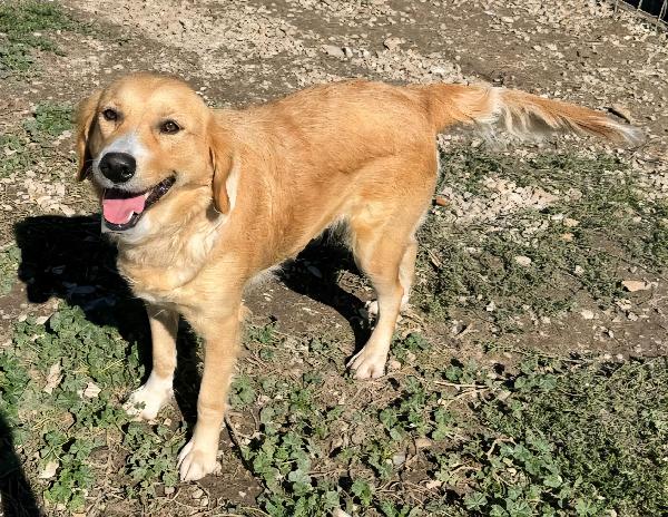 Luna 1 Anno Mix Golden Retriever 
