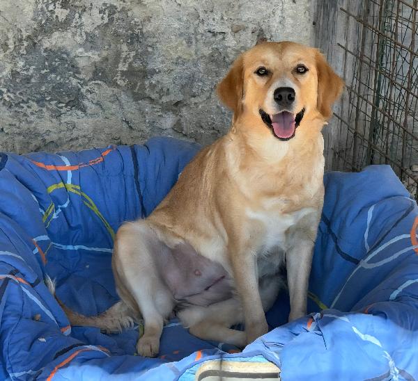 Luna 1 anno mix golden retriever  Foto 2