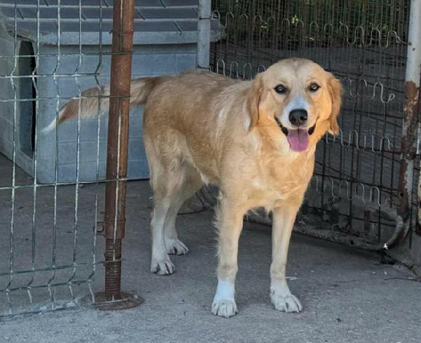 Luna 1 anno mix golden retriever  Foto 3