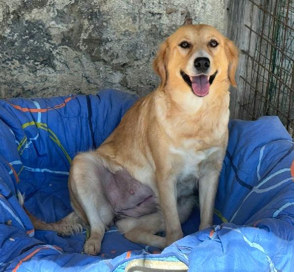 Luna 1 anno mix golden retriever  Foto 4