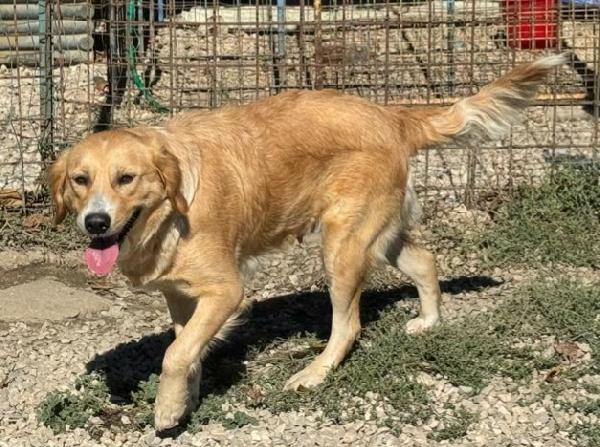 Luna 1 anno mix golden retriever  Foto 5