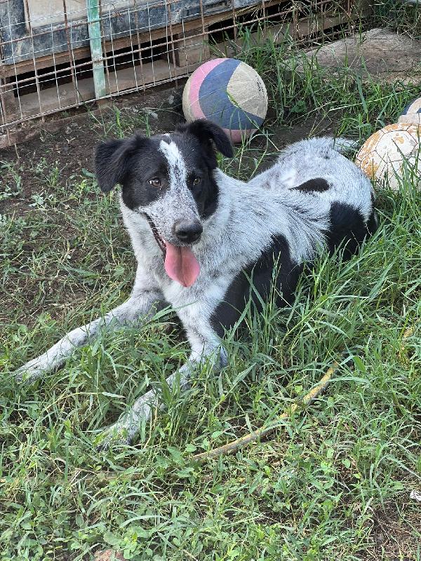 Serena cucciola di nove mesi Foto 4